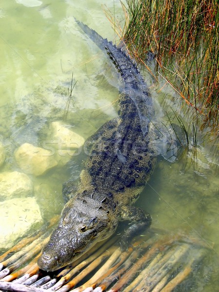 crocodile cayman in lake central America Stock photo © lunamarina