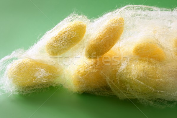 Muitos seda verme com verde textura Foto stock © lunamarina