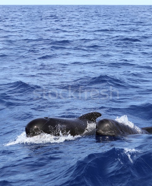 pilot whales free with baby in mediterranean Stock photo © lunamarina
