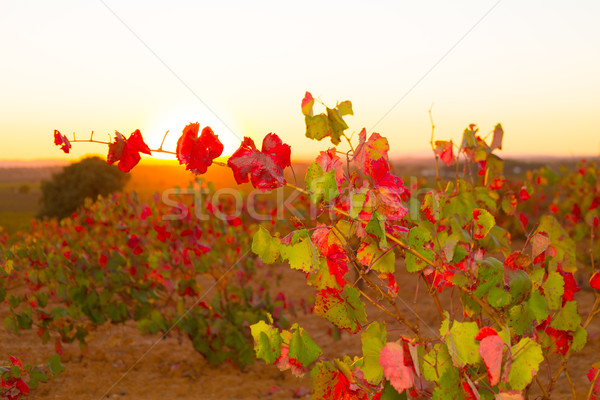 Foto stock: Otono · dorado · rojo · puesta · de · sol · cielo · alimentos