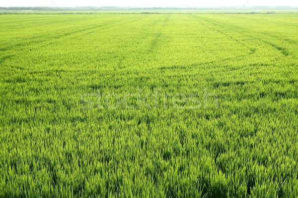 Rice field green meadow in Spain Stock photo © lunamarina