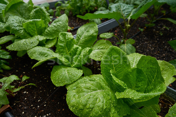 Urban homestead with lettuces Stock photo © lunamarina