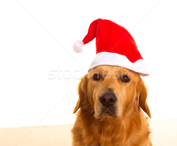 Golden retriever dog with chirstmas santa red hat  Stock photo © lunamarina