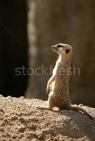 African stehen Benachrichtigung Gesicht Haar Wüste Stock foto © lunamarina