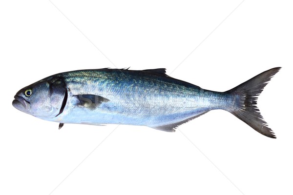 Bluefish fish Pomatomus Saltatrix isolated Stock photo © lunamarina
