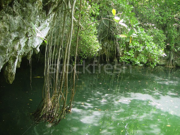 cenote Riviera Maya jungle mayan Quintana Roo Stock photo © lunamarina