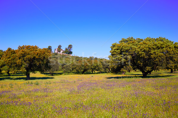 La mod Spania natură copaci câmp Imagine de stoc © lunamarina