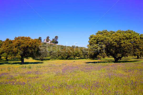 La manier Spanje natuur bomen veld Stockfoto © lunamarina