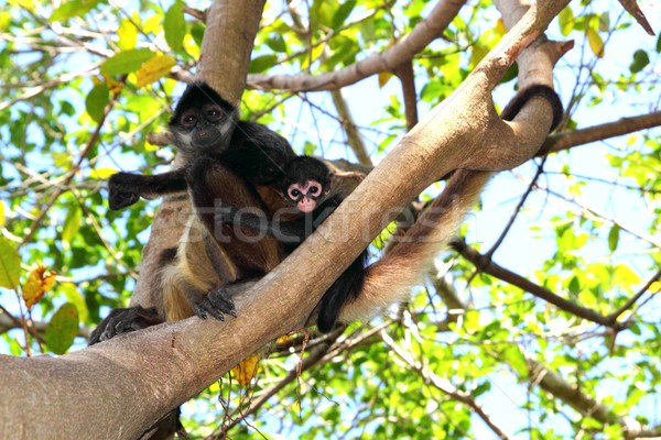 Ateles geoffroyi  Spider Monkey Central America Stock photo © lunamarina