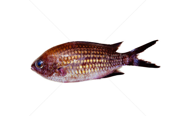 Chromis chromis Damselfish rock fish isolated Stock photo © lunamarina