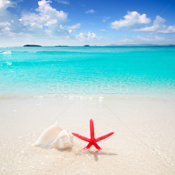 Stock foto: Seestern · Muschel · tropischen · Strand · Strand · türkis