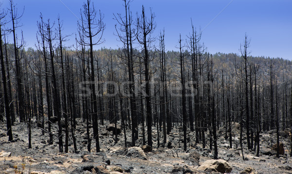 Stock photo: Black ashes of canary pine after forest fire at Teide