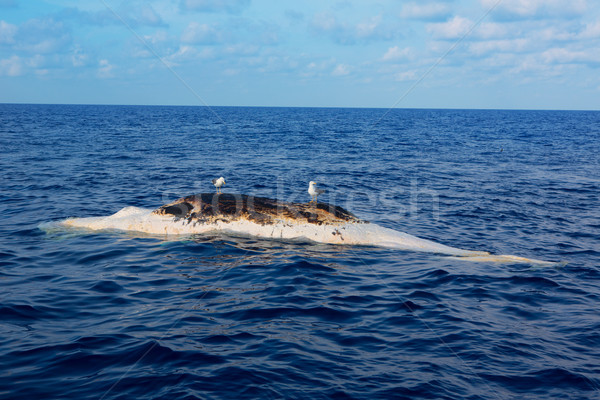 Dead whale upside down floating in ocean sea Stock photo © lunamarina