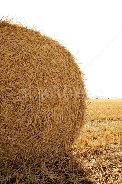 Hay round bale of dried wheat cereal Stock photo © lunamarina