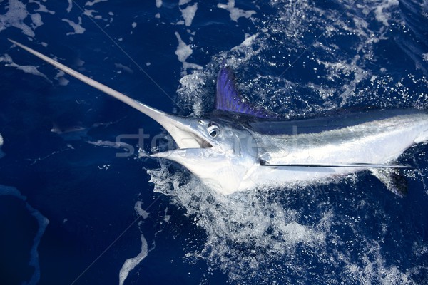 Beautiful white marlin real billfish sport fishing Stock photo © lunamarina
