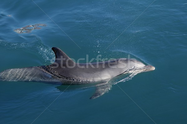 Schlau Delphin Schwimmen blau türkis Wasser Stock foto © lunamarina