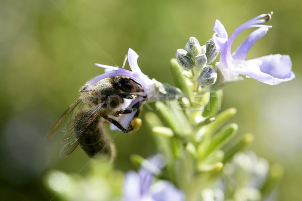 Bee macro in a mediterranean rosemary flower Stock photo © lunamarina