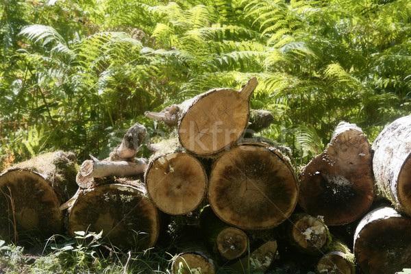 Tăiat lemne de foc model natură acasă Imagine de stoc © lunamarina