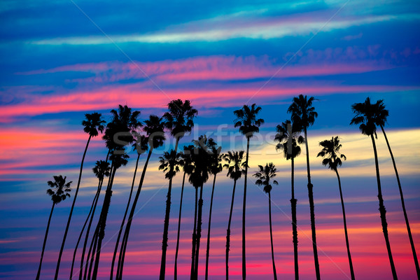 California palm trees sunset with colorful sky Stock photo © lunamarina