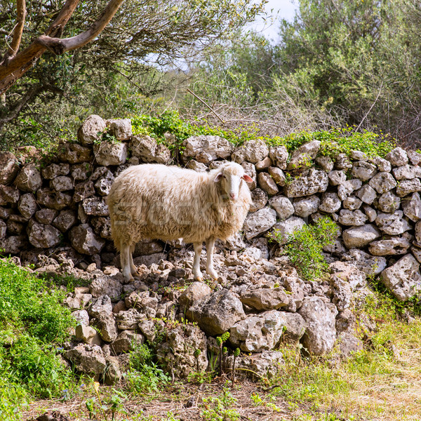 lamb sheep in mediterranean landscape at Menorca Stock photo © lunamarina