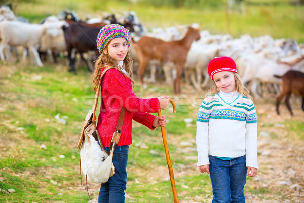 Kid girl shepherdess sisters happy with flock of sheep and stick Stock photo © lunamarina