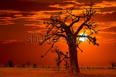 Africa sunset in Baobab trees colorful Stock photo © lunamarina