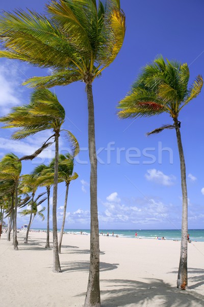 Fort lauderdale spiaggia tropicale palme Florida cielo blu spiaggia Foto d'archivio © lunamarina