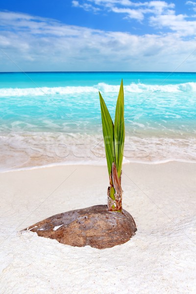 Kókuszpálma fa hajtás nő trópusi tengerpart növekvő Stock fotó © lunamarina