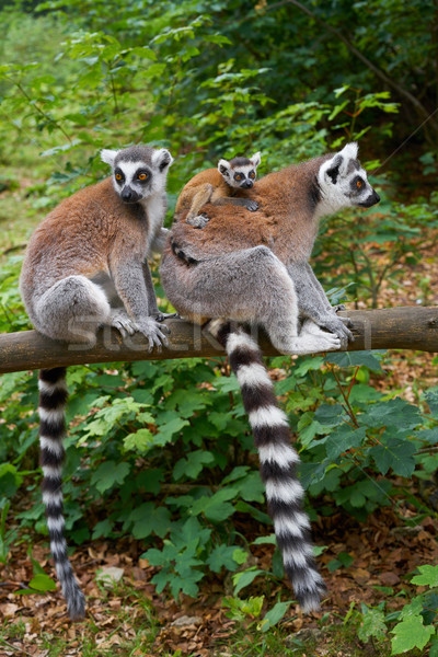 Ring tailed lemurs outdoor forest Stock photo © lunamarina