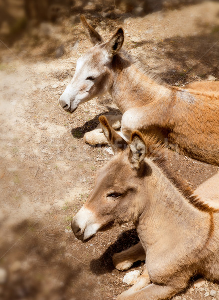 Donkey mule in s mediterranean olive tree field of Majorca Stock photo © lunamarina