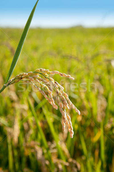 Zbóż ryżu pola dojrzały makro Zdjęcia stock © lunamarina