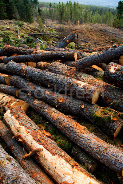 pine tree felled for timber industry in Tenerife Stock photo © lunamarina