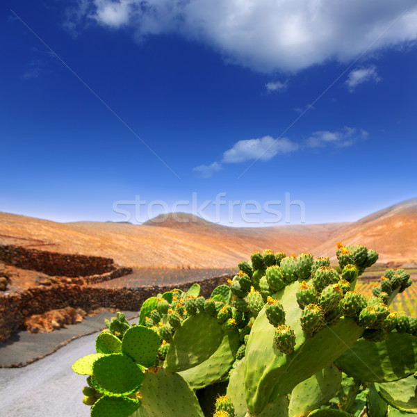 Cactus Nopal in Lanzarote Orzola with mountains Stock photo © lunamarina