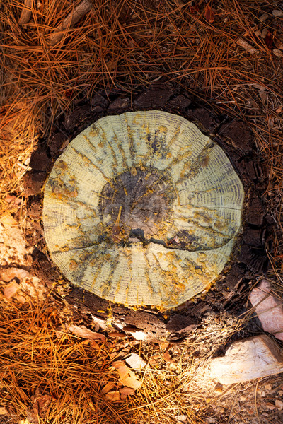 çam ağacı bölüm detay kurutulmuş ahşap arka plan Stok fotoğraf © lunamarina