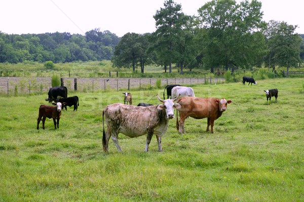 Krowy bydła amerykański zielona trawa łące trawy Zdjęcia stock © lunamarina