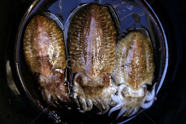 Cuttlefish squid over black background Stock photo © lunamarina