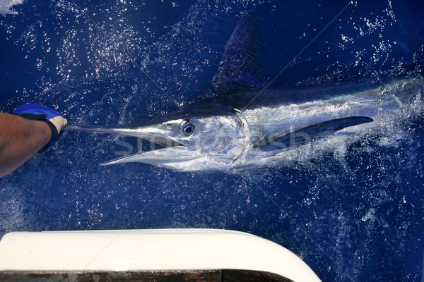 Beyaz büyük oyun spor balık tutma mavi Stok fotoğraf © lunamarina