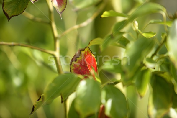 Red leaf between hundreds of green leaves Stock photo © lunamarina