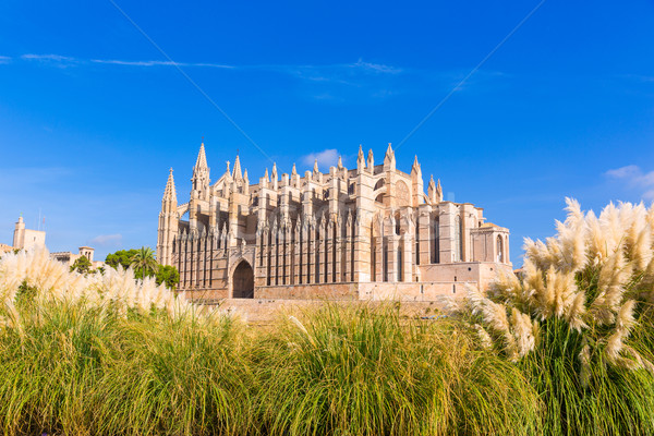 Majorca Palma Cathedral Seu Seo of Mallorca Stock photo © lunamarina