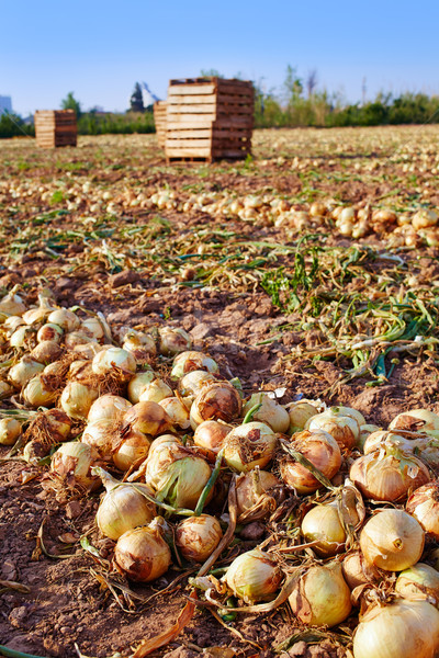 Cebola colheita Valência Espanha natureza fazenda Foto stock © lunamarina