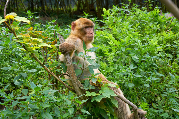 Barbary apes macaca sylvanus macaque monkey Stock photo © lunamarina