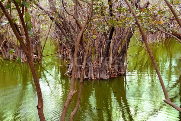 aguada cenote in mexico Mayan Riviera jungle Stock photo © lunamarina