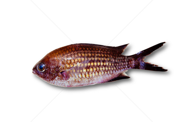 Chromis chromis Damselfish rock fish isolated Stock photo © lunamarina