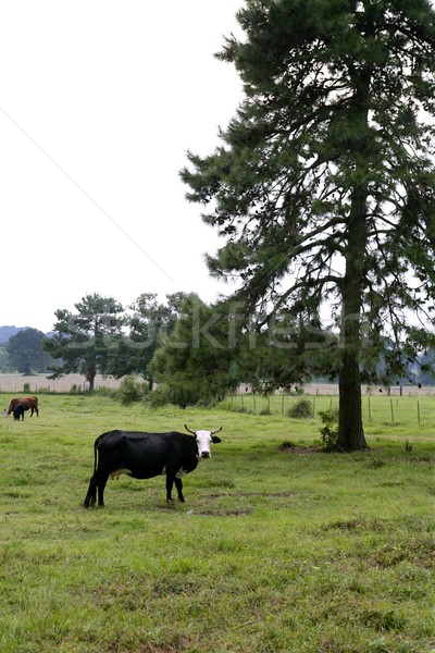Stok fotoğraf: Inek · sığırlar · amerikan · yeşil · ot · çayır · çim