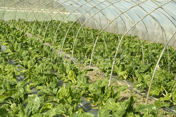 green chard cultivation in a hothouse field Stock photo © lunamarina