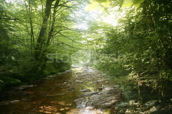 Beech forest trees with river flow under Stock photo © lunamarina