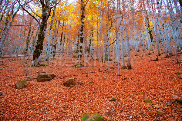 Herbst Wald Spanien fallen Textur Gras Stock foto © lunamarina