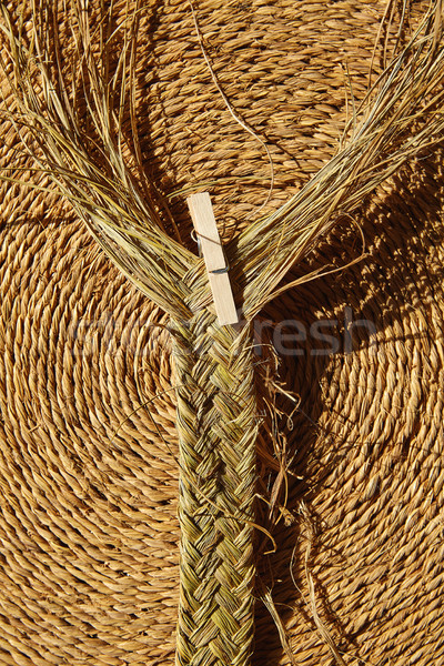 Esparto halfah grass used for crafts basketry Stock photo © lunamarina