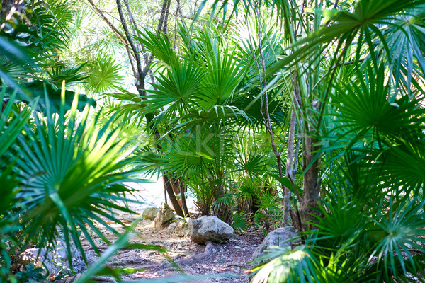 Pădurile tropicale junglă Mexic copaci vară frunze Imagine de stoc © lunamarina