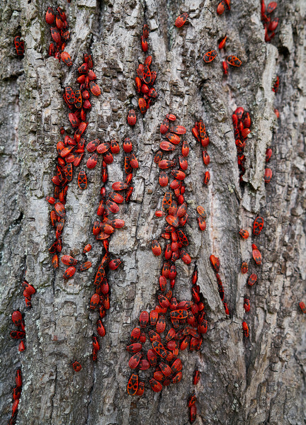Firebug Pyrrhocoris Apterus plague in a tree trunk Stock photo © lunamarina
